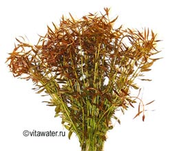 Ludwigia Arcuata